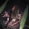 A Steak Tale, in 3 parts. Part II.